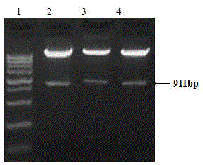 Application of Noggin gene as exogenous gene introduced into cashmere goat cells to improve villus fineness