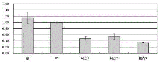 Application of Noggin gene as exogenous gene introduced into cashmere goat cells to improve villus fineness