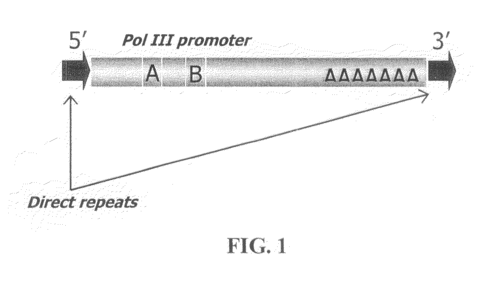 Method for genetic detection using interspersed genetic elements