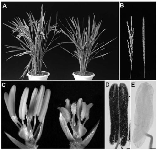 Application of LEPTO1 and encoded protein thereof in rice fertility control