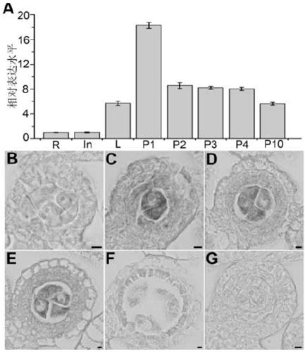 Application of LEPTO1 and encoded protein thereof in rice fertility control