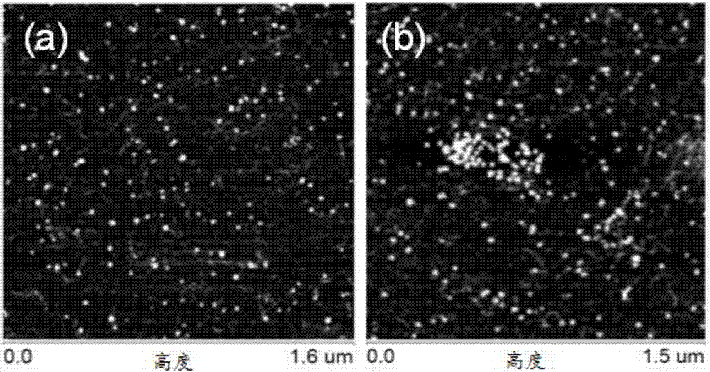 Amphipathic polypeptide molecule capable of being used as gene vector