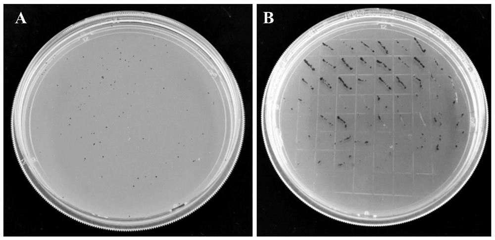 Genetic transformation method of haematococcus pluvialis