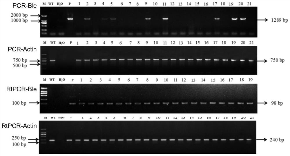 Genetic transformation method of haematococcus pluvialis