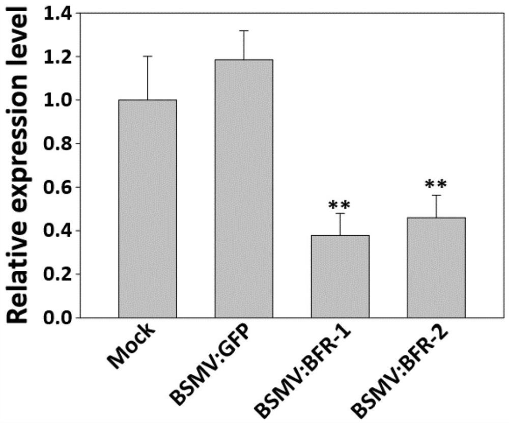 Wheat powdery mildew resistance related bfr protein and its coding gene and application