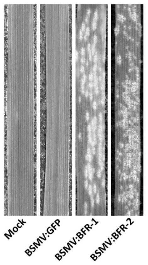 Wheat powdery mildew resistance related bfr protein and its coding gene and application