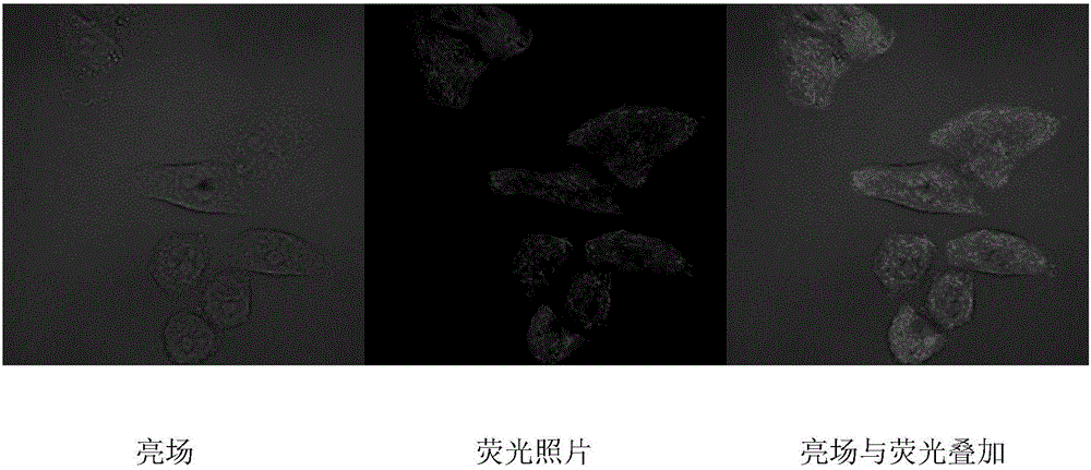 Fluorescein diacetate fluorescence probe containing aldehyde group structure and preparation method and application thereof