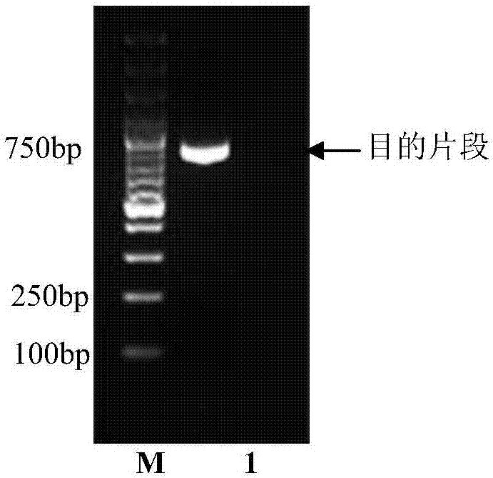 Standard black sea bream DNA bar code detecting sequence and application thereof