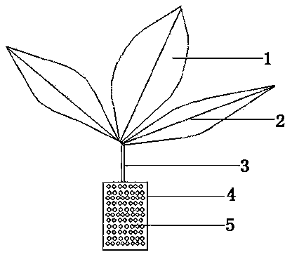 Device for collecting and slowly releasing rainwater