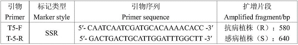 SSR (simple sequence repeat) marker for tomato yellow leaf curl disease resisting character co-segregation and application thereof