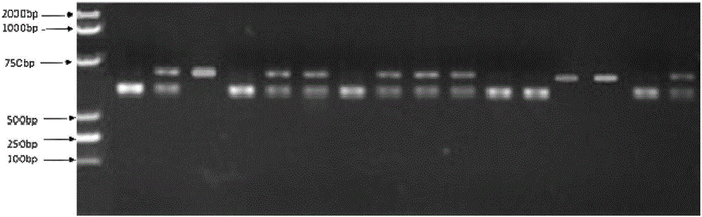 SSR (simple sequence repeat) marker for tomato yellow leaf curl disease resisting character co-segregation and application thereof