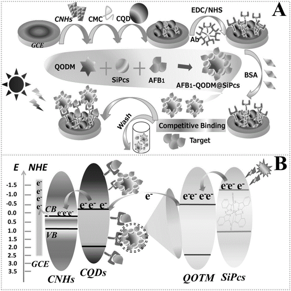 Silicon phthalocyanine functionalized TiO2 mesocrystal based aflatoxin photoelectrochemical detection method