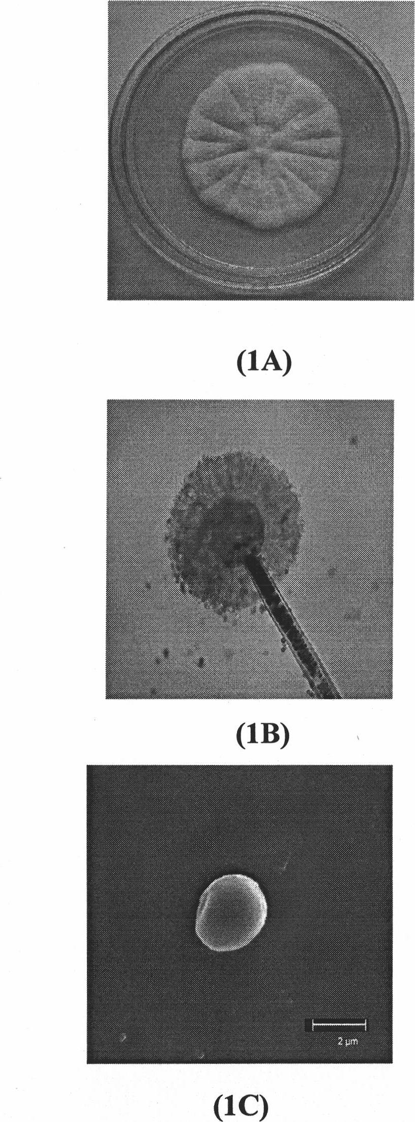 Aspergillus candidus for producing taxol and method for preparing taxol from same