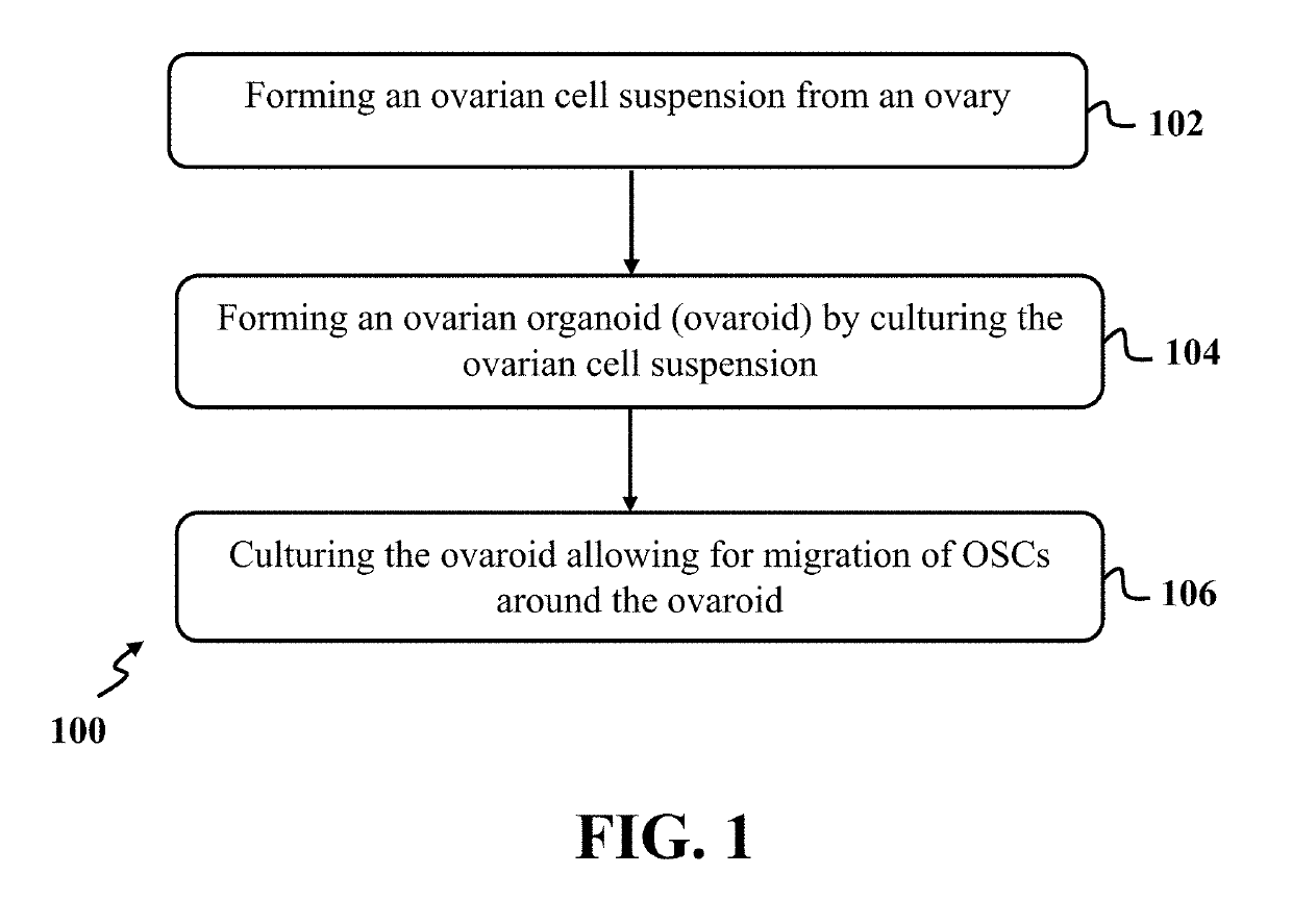 Isolation of oogonial stem cells