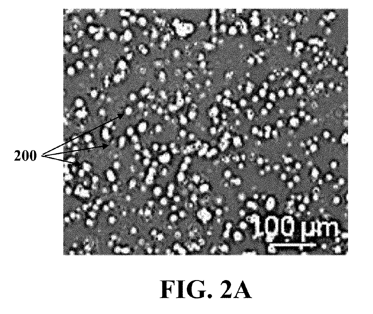 Isolation of oogonial stem cells