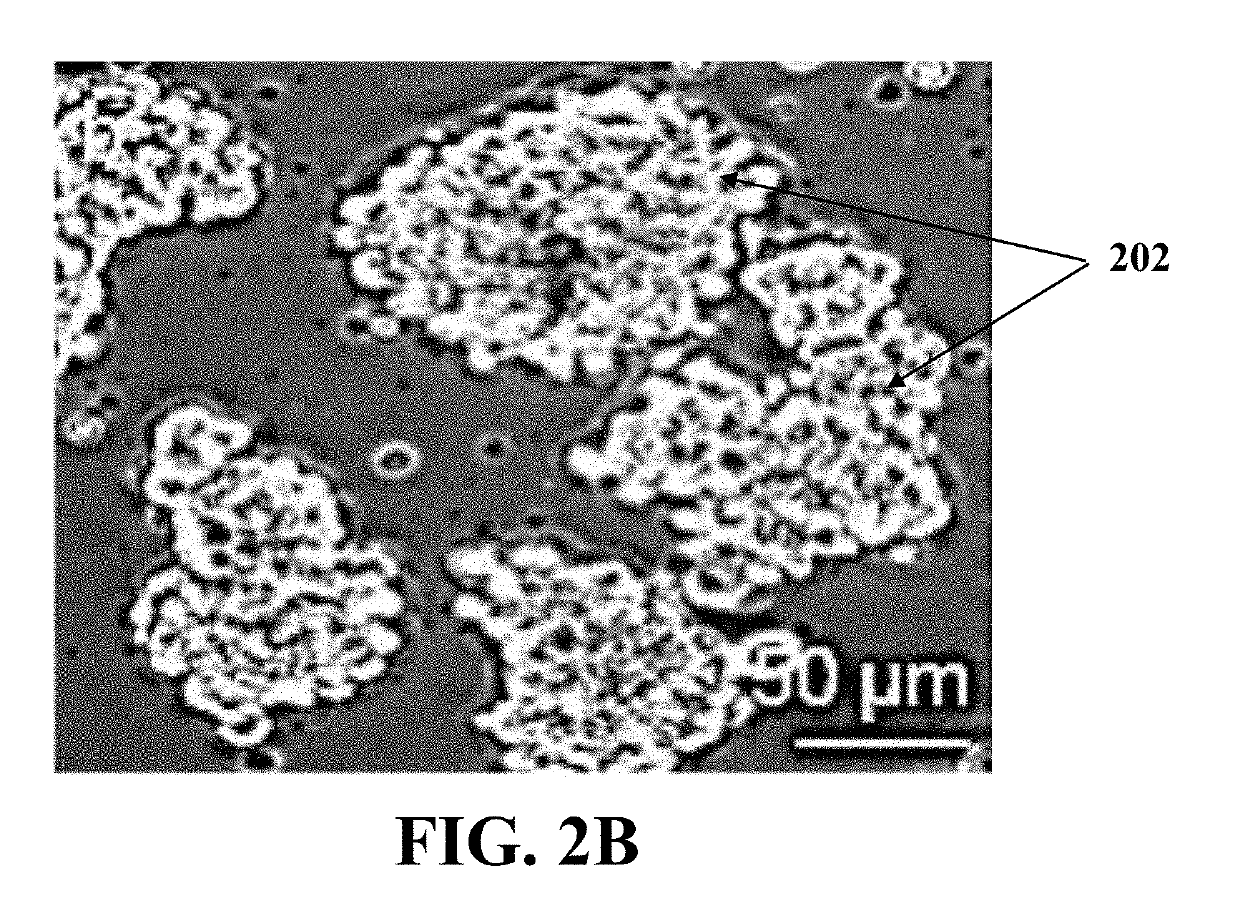 Isolation of oogonial stem cells