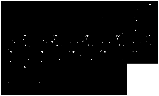 Preparation method and application of graphene-CpG