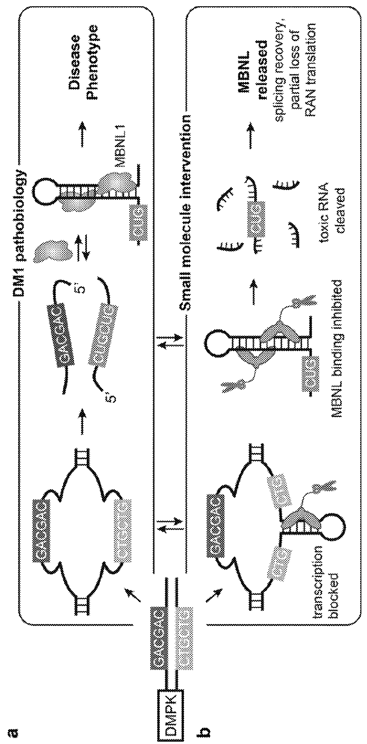 Compounds and methods for myotonic dystrophy therapy