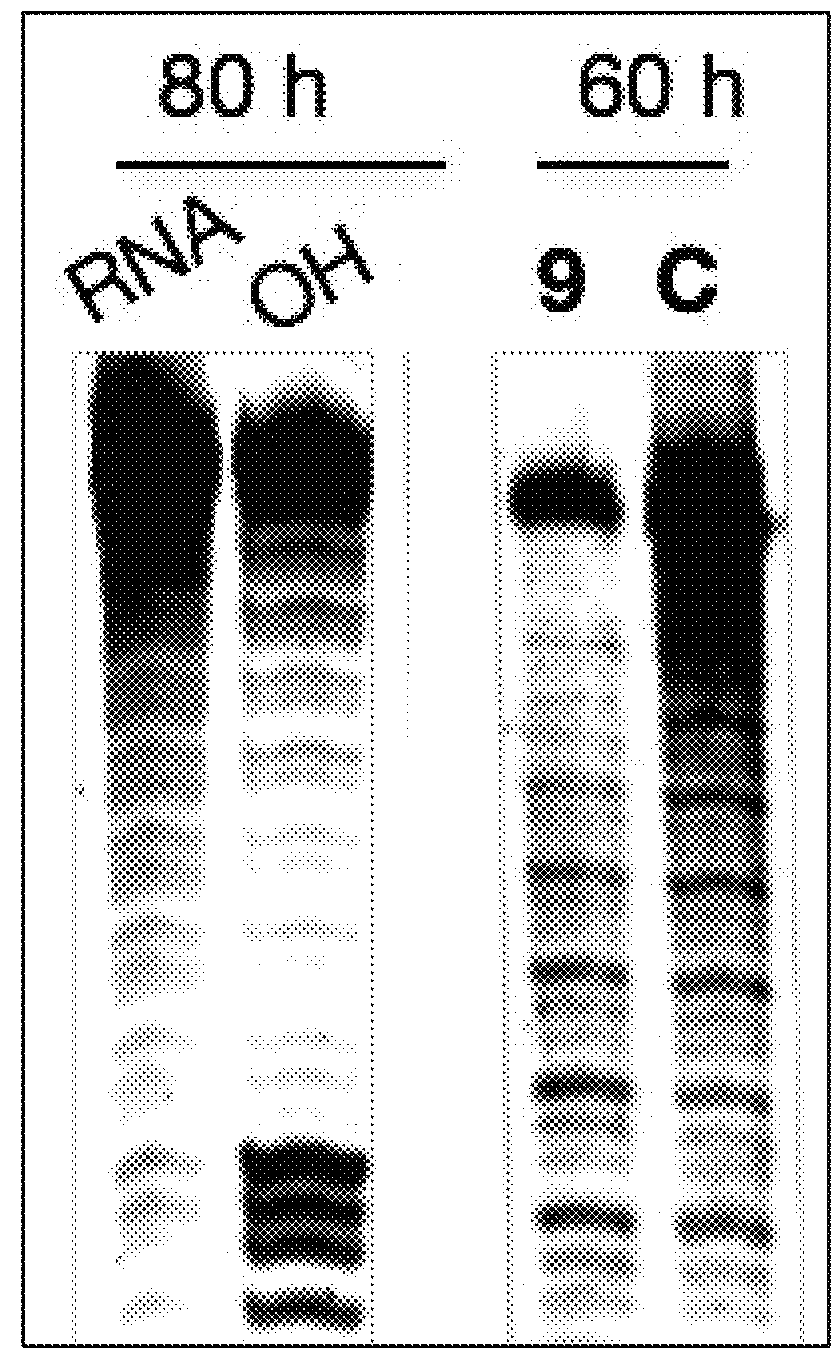 Compounds and methods for myotonic dystrophy therapy