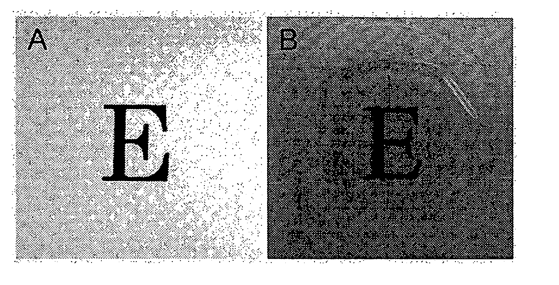 Laminate of Cultured Human Corneal Endothelial Cells Layer and Method for Manufacturing Same