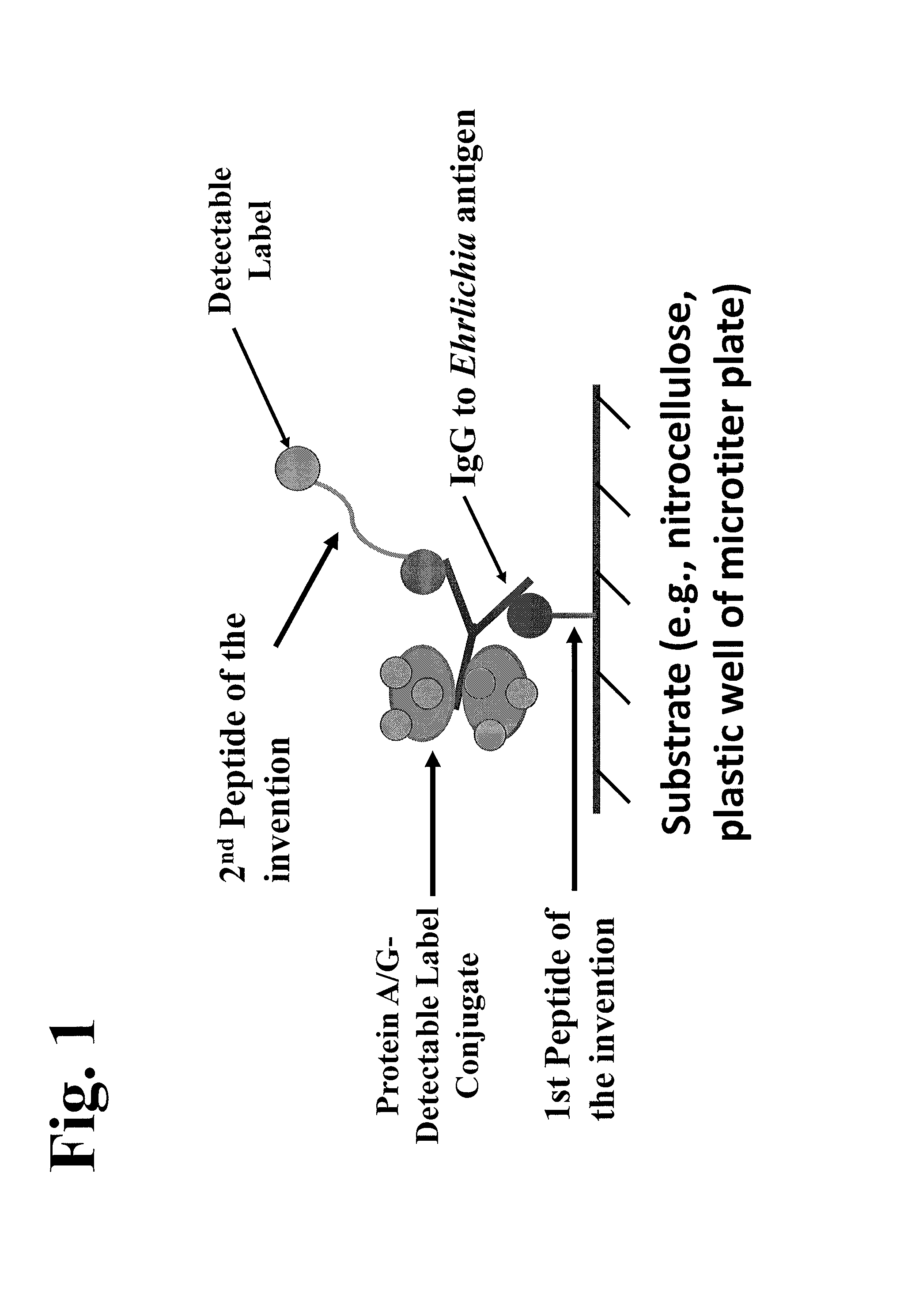 Peptides, devices, and methods for the detection of ehrlichia antibodies