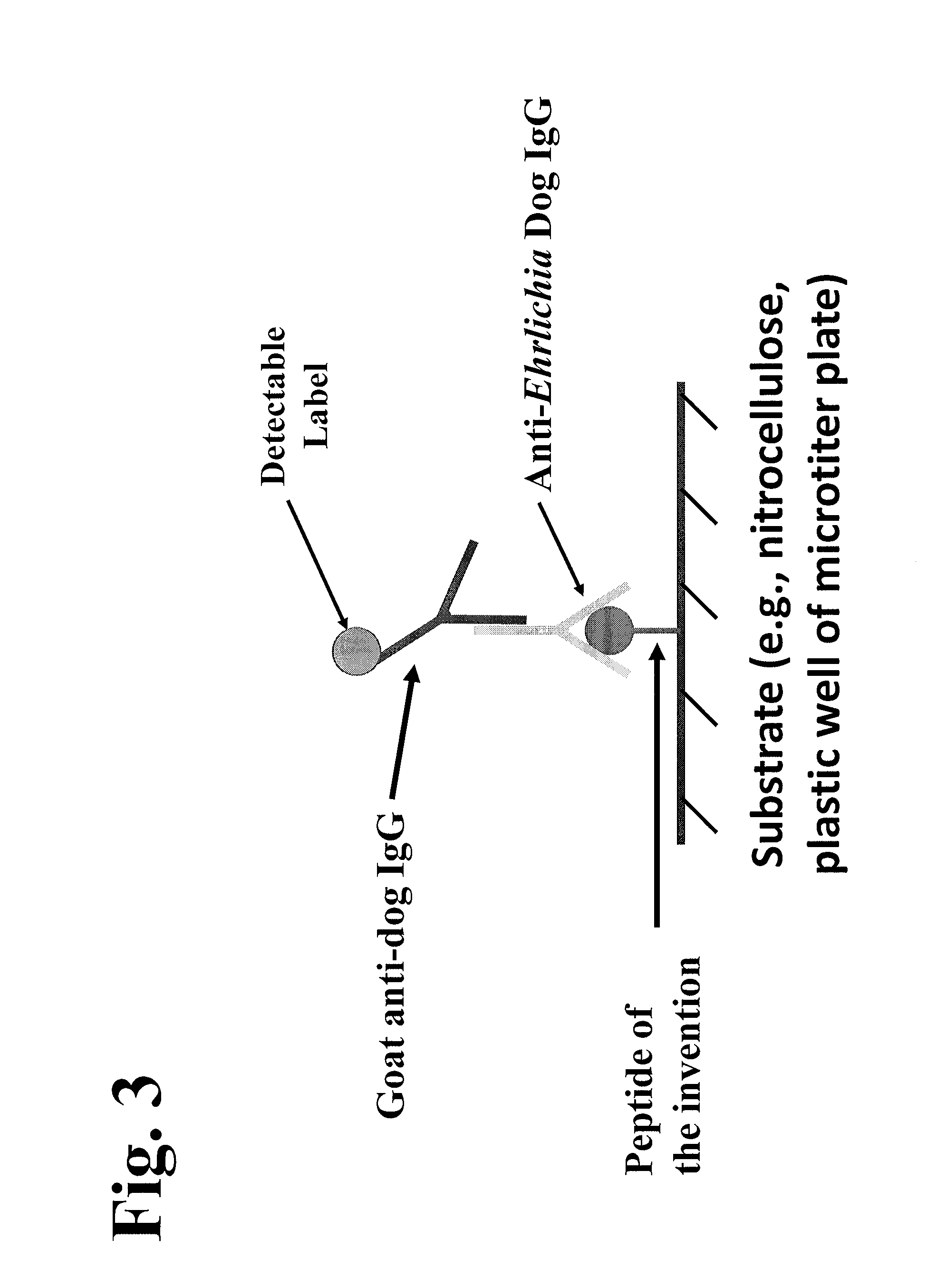 Peptides, devices, and methods for the detection of ehrlichia antibodies