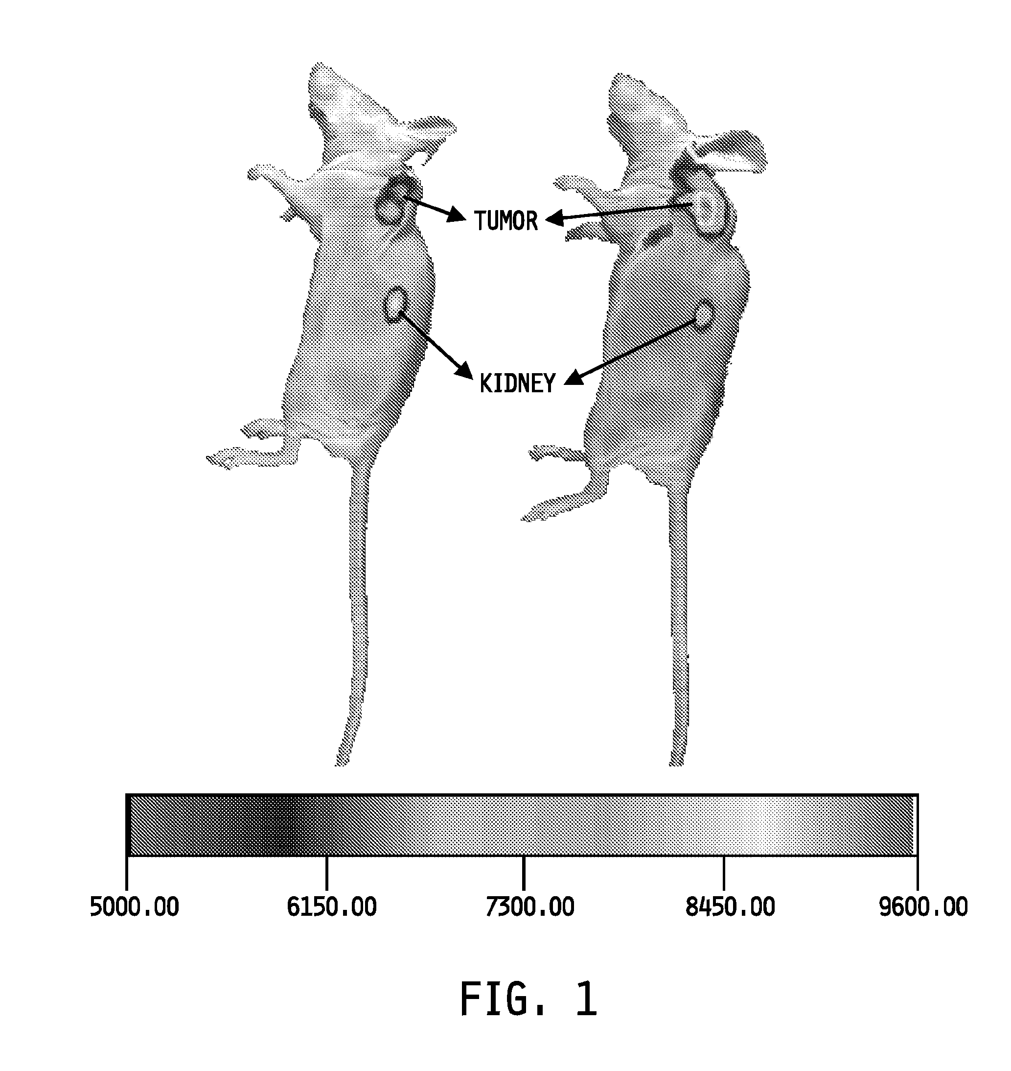 Folate targeting of nucleotides