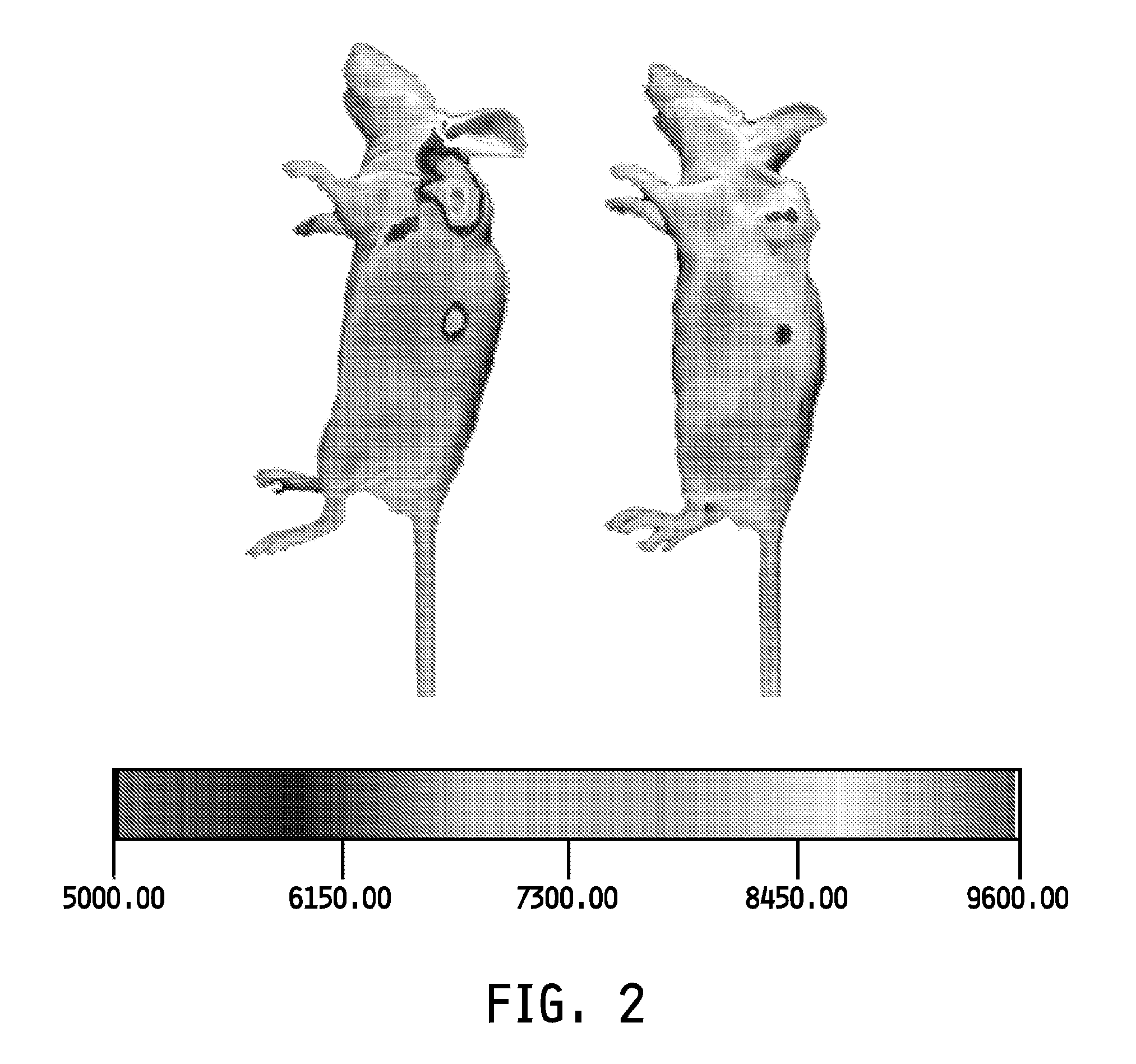 Folate targeting of nucleotides