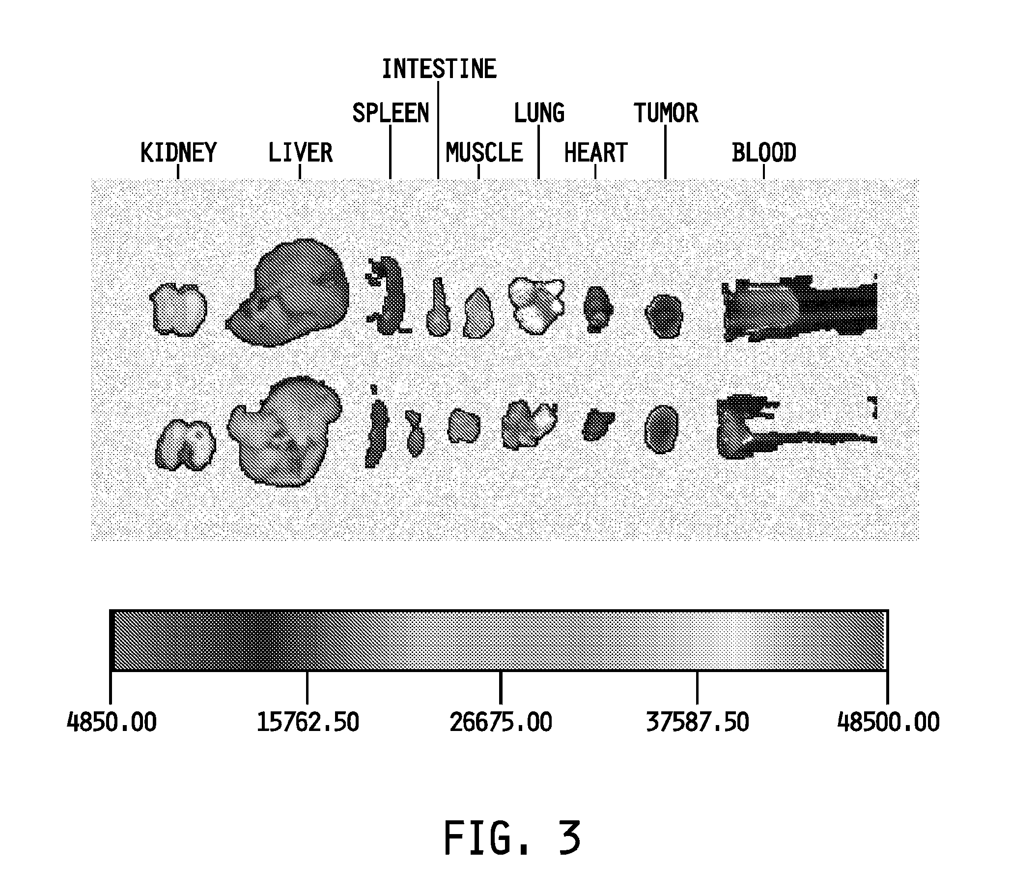 Folate targeting of nucleotides