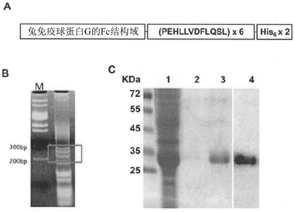 CETP antigenic peptide and fusion protein and their composition and applications