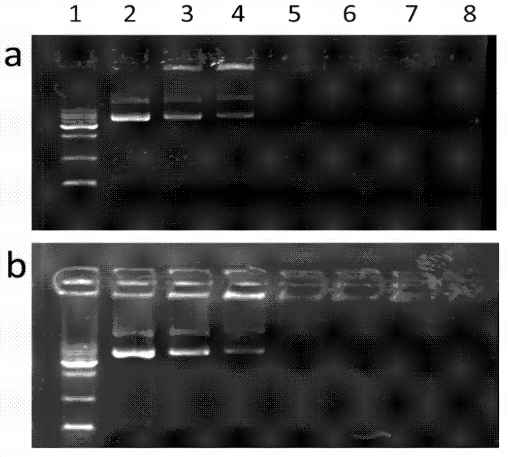 Targeting gene transferring method of folic acid-functionalized PAMAM (polyamidoamine dendrimers) wrapped by gold nanoparticles