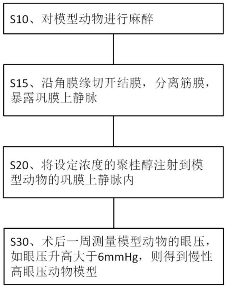 Application of lauromacrogol in preparation of chronic intraocular hypertension animal model and animal model