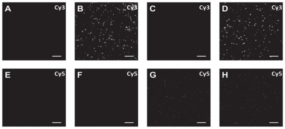 Biosensor for detecting matrix metalloproteinase and application of biosensor