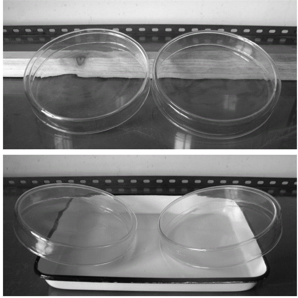 A kind of artificial disease-causing method of in vitro inoculation of tobacco bacterial wilt