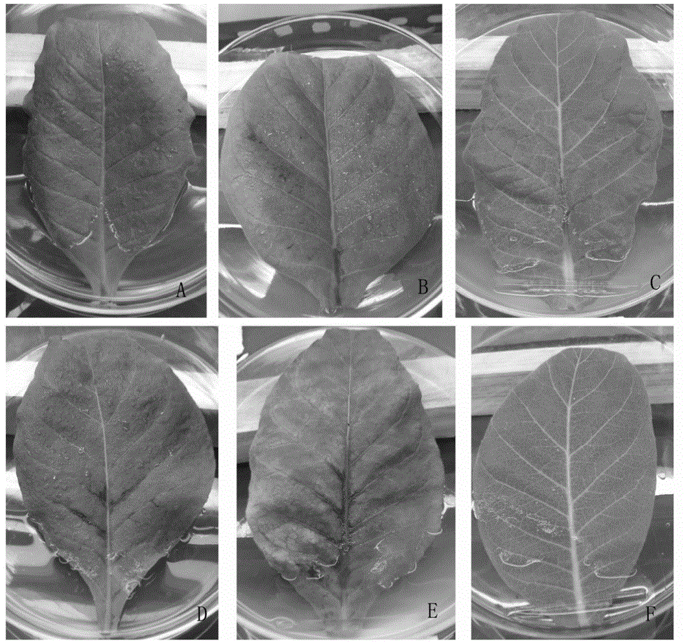 A kind of artificial disease-causing method of in vitro inoculation of tobacco bacterial wilt