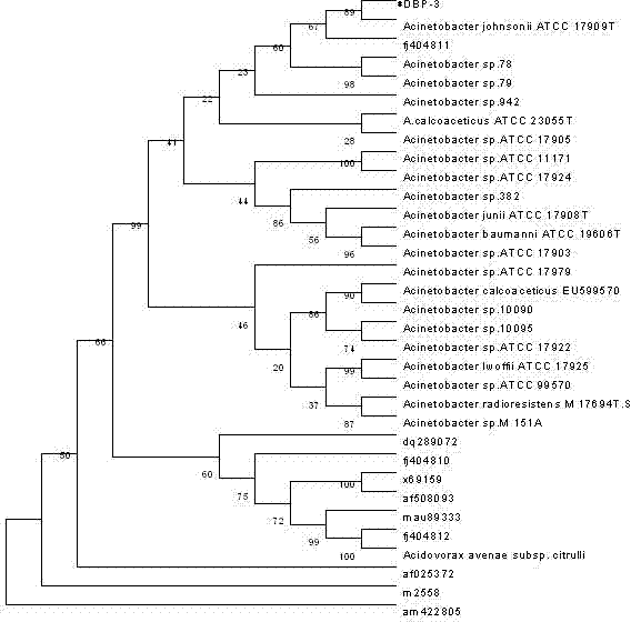 Aerobic denitrification psychrotolerant bacterium and preparation method thereof