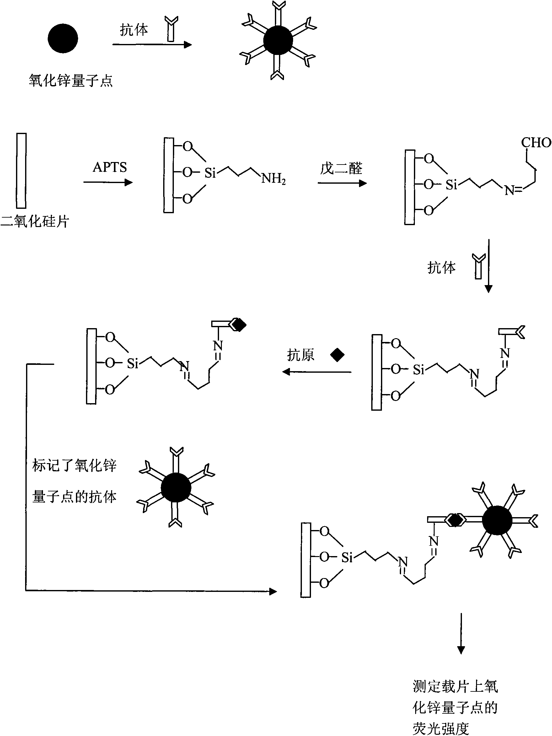 Fluorescence immunoassay method of using zinc oxide quantum dots to mark antibody