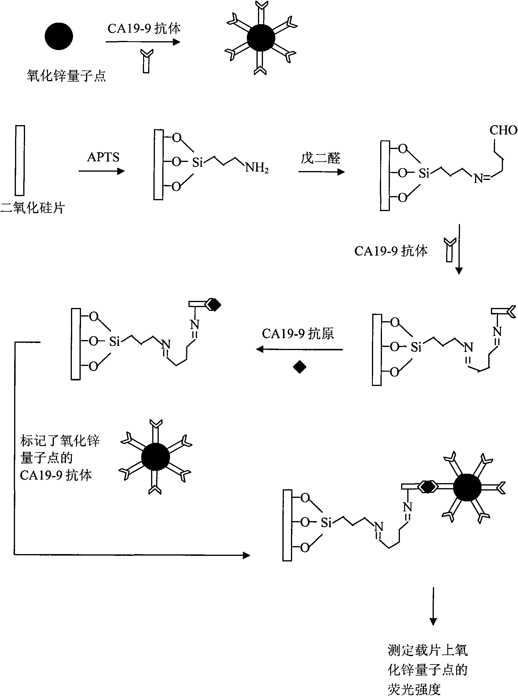 Fluorescence immunoassay method of using zinc oxide quantum dots to mark antibody