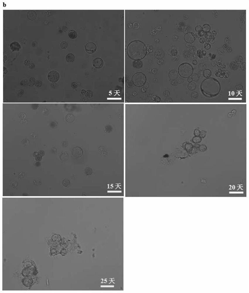 A promoter pro-biutnt that efficiently drives the stable expression of target genes in apple protoplast cells