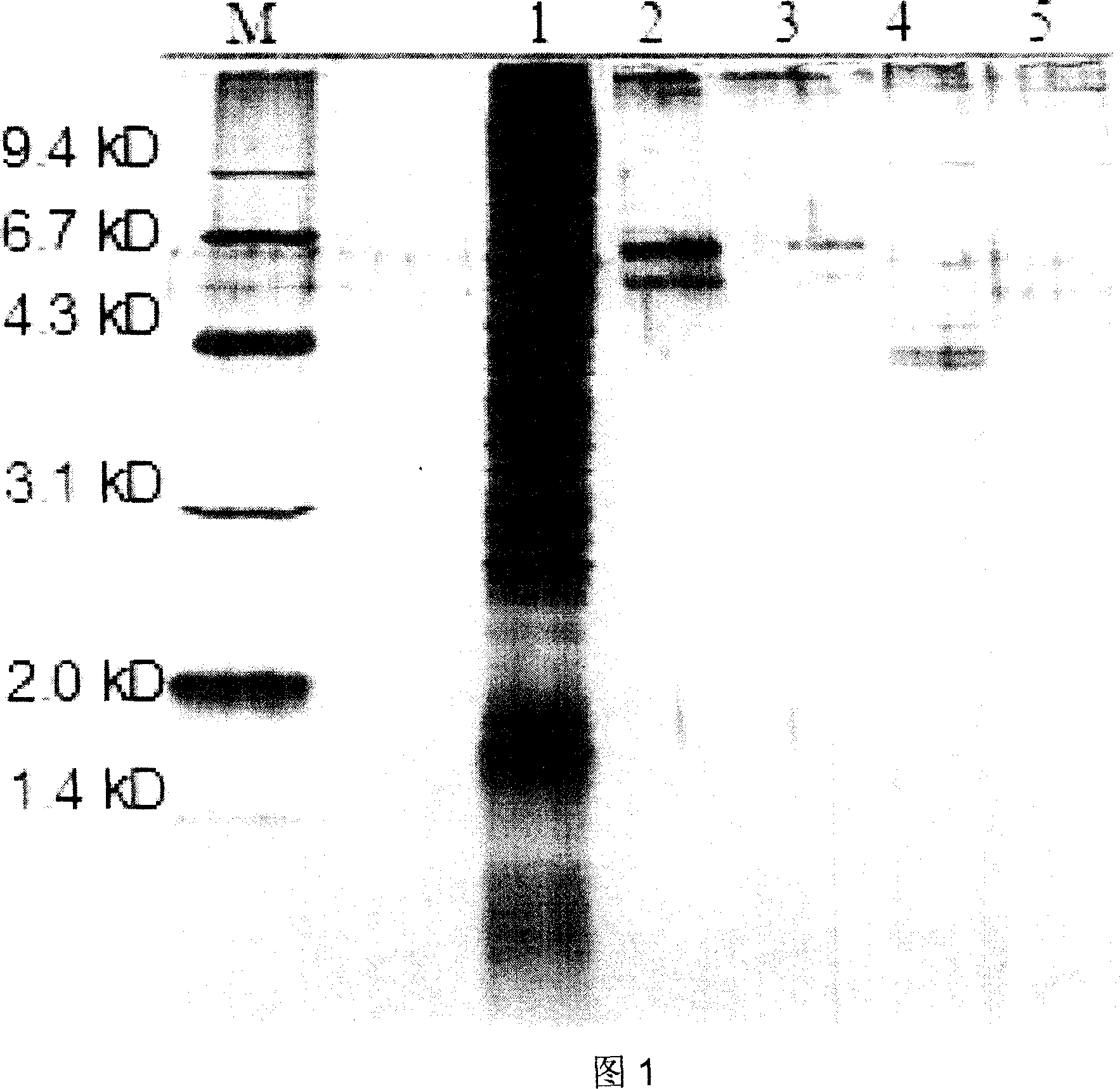 DNA binding protein magnetic nanoparticle separation system and preparation and application thereof