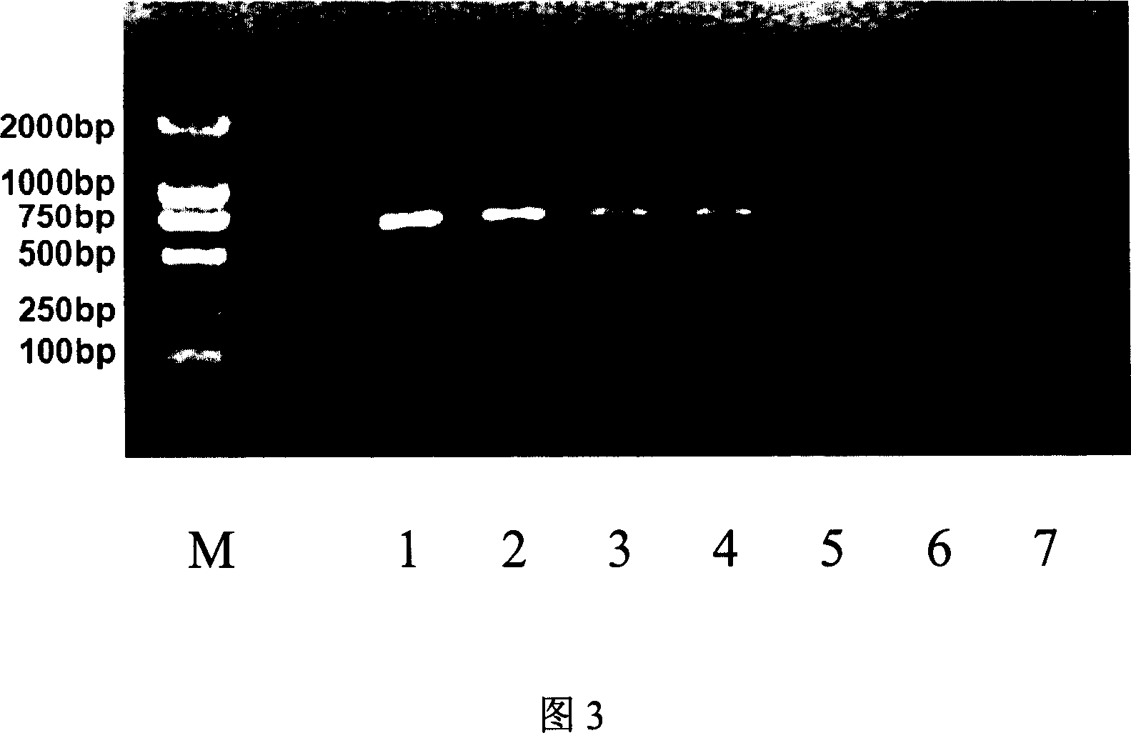 DNA binding protein magnetic nanoparticle separation system and preparation and application thereof