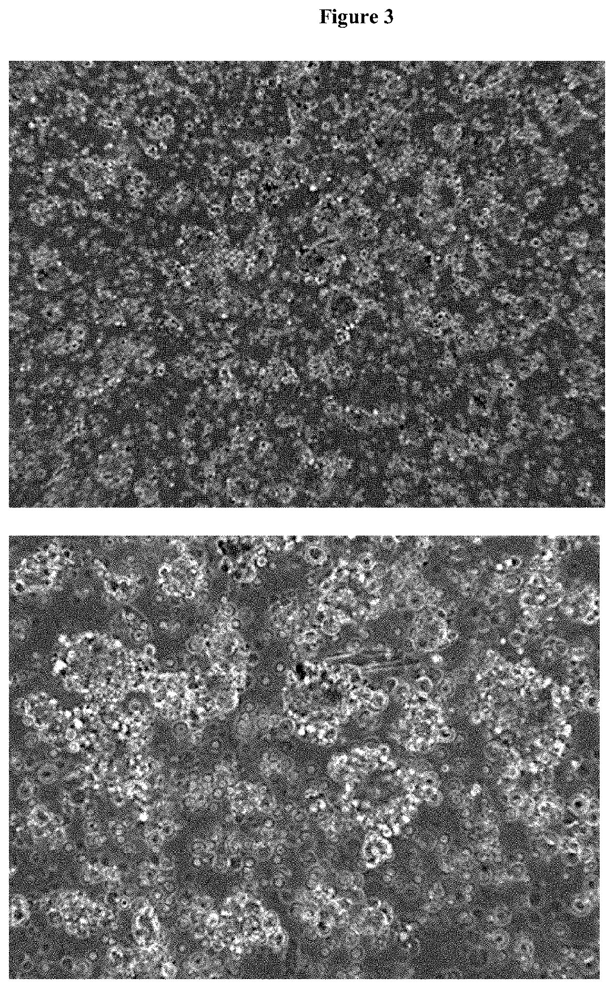 Expansion and differentiation of neuronal precursor cells