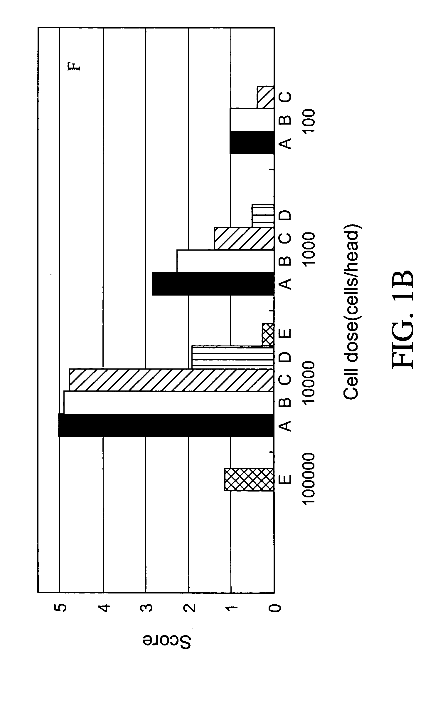 Animal model for the analysis of tumor metastasis