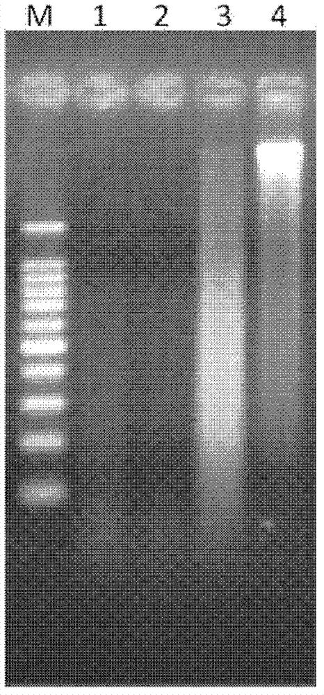 Method for detecting capra hircus horn ingredients in mixture and primers used in same