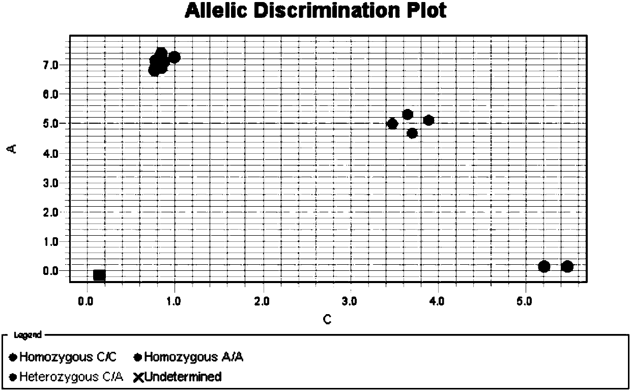 Primers and fluorescent probes used for detecting folate metabolism related gene SNP and application