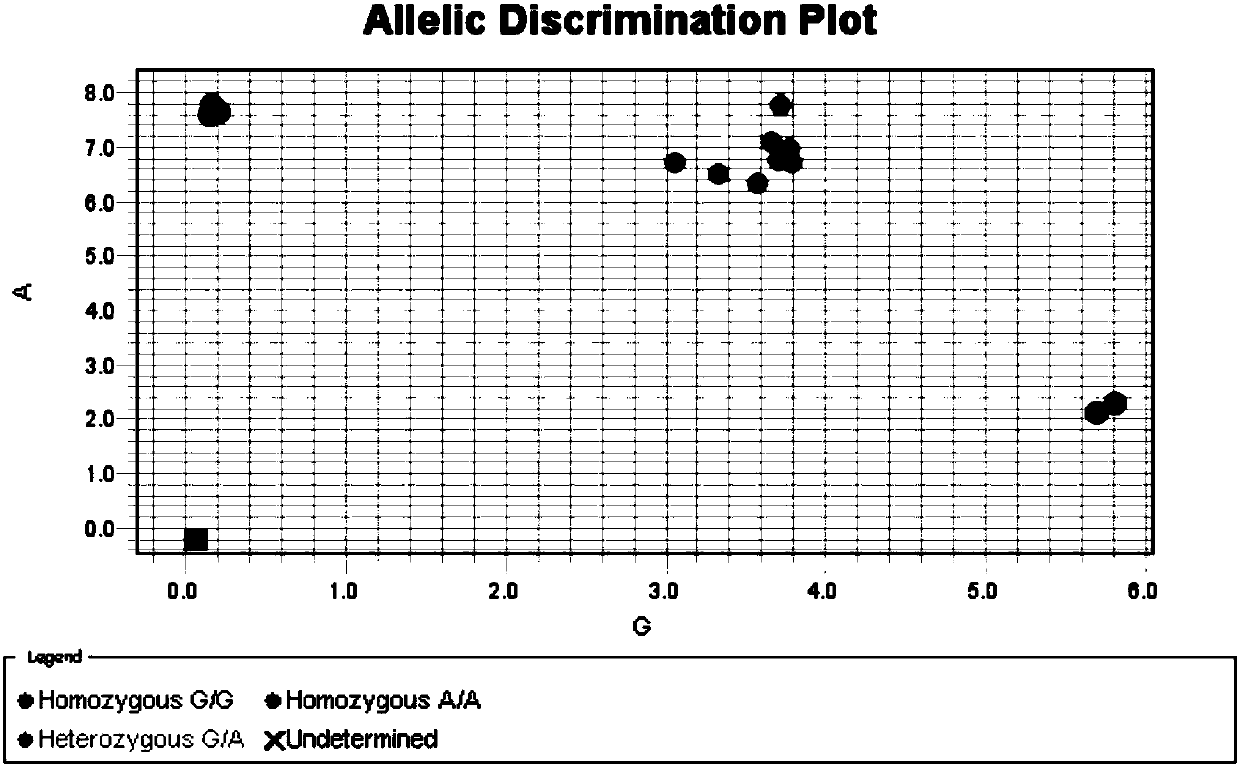 Primers and fluorescent probes used for detecting folate metabolism related gene SNP and application