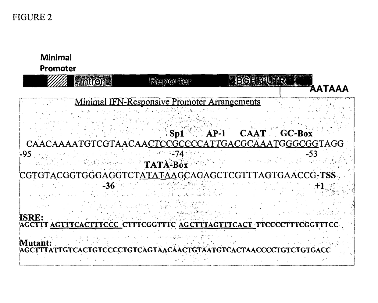 Multiple interferon and virus response element cell-based fluorescence system