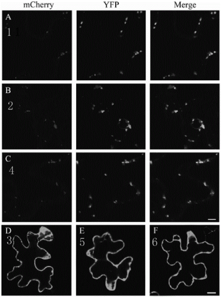 Method for improving plant saccharification efficiency and application of method