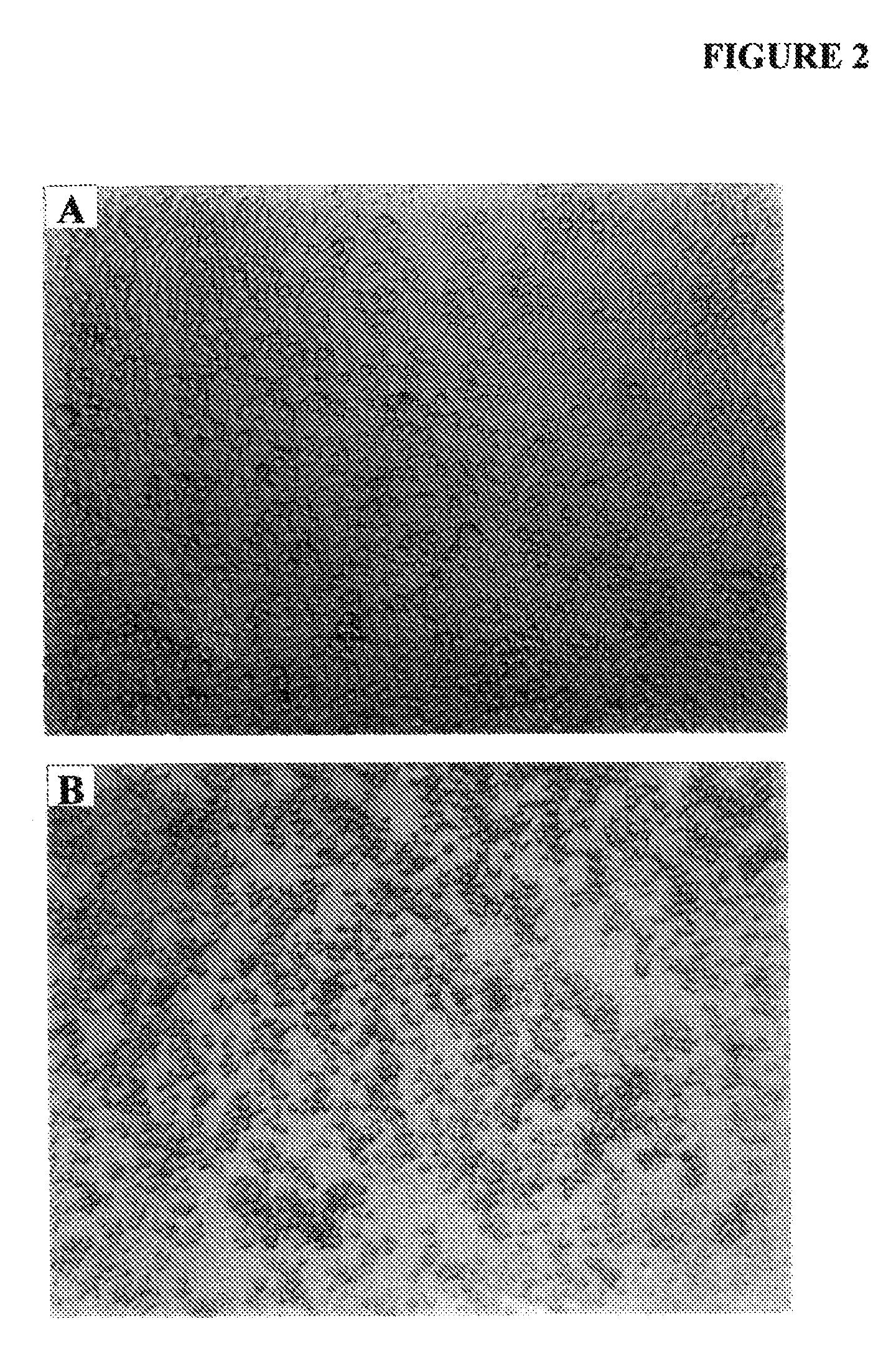 Compounds and compositions to control abnormal cell growth