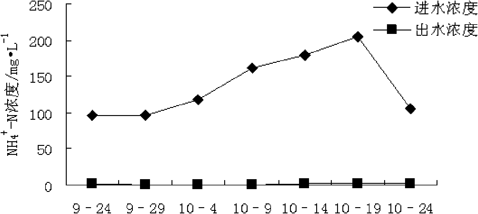 Application of cardamine hirsute in treating livestock and poultry cultivation wastewater